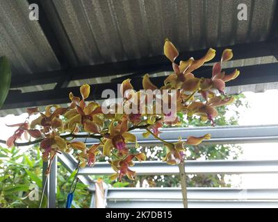 Selective focus of beautiful yellow Dendrobium discolor orchid flowers in garden on blurred background. Stock Photo