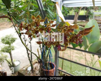 Selective focus of beautiful yellow Dendrobium discolor orchid flowers in garden on blurred background. Stock Photo