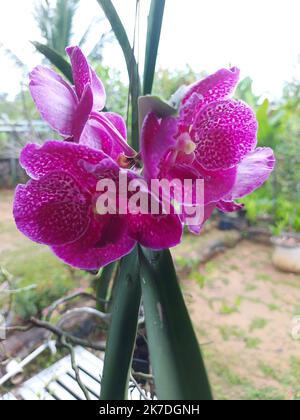 Selective focus of beautiful Vanda Pure Wax Pink orchid in garden on blurred background. Another name is Bitz's Heart x Dr. Anek, Vanda Kasem's Deligh Stock Photo