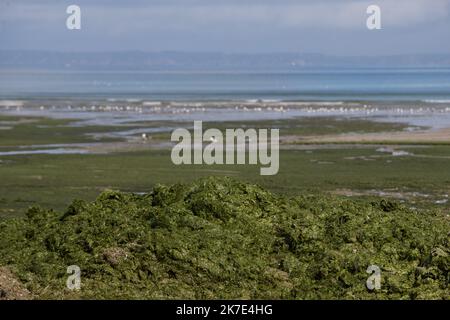 ©PHOTOPQR/OUEST FRANCE/QUEMENER YVES-MARIE ; Douarnenez ; 21/06/2021 ; Ramassage d'algues vertes sur la plage du ris à Douarnenez ( finistère ) Photo YVES-MARIE QUEMENER - Collection of green algae on the beach of the reef in Douarnenez  Stock Photo