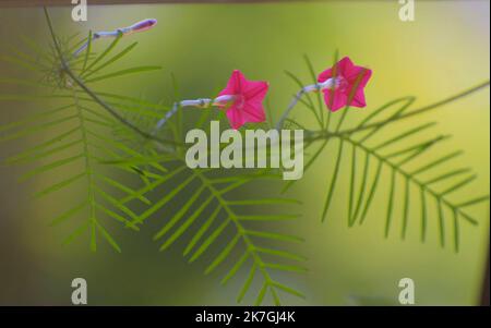 Cypress vine flower photo. Stock Photo