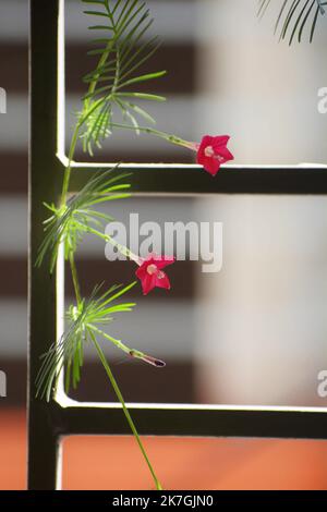 Cypress vine flower photo. Stock Photo