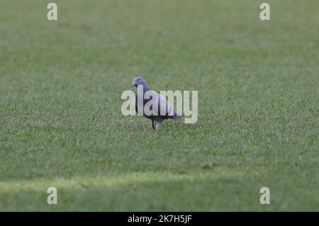 Thierry LARRET / Maxppp. Rugby Champions Cup : ASM Clermont Auvergne vs Leicester Tigers. Stade Marcel Michelin, Clermont-Ferrand (63). Le 10 Avril 2022. ILLUSTRATION PIGEON Stock Photo