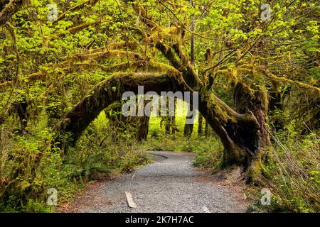 WA22328-00...WASHINGTON - A broken Big Leaf Maple branch creating an archway into the Hall of Mosses in the Hoh  Rain Forest of Olympic National Park. Stock Photo
