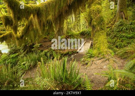 WA22342-00...WASHINGTON - Moss covered Big Leaf Maple tree overhanging a bridge along the Hoh River Trail in the Hoh Rain Forest of Olympic National P Stock Photo