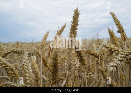 ©Alain Delpey/MAXPPP - SENAIDE 30/06/2022 France, Grand Est, le 30 juin 2022, Un champs de cereale de ble avant la moisson en été. France, Grand Est, June 30, 2022, A wheat field before the harvest in summer.  Stock Photo