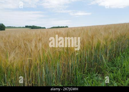 ©Alain Delpey/MAXPPP - SENAIDE 30/06/2022 France, Grand Est, le 30 juin 2022, Un champs de cereale de ble avant la moisson en été. France, Grand Est, June 30, 2022, A wheat field before the harvest in summer.  Stock Photo