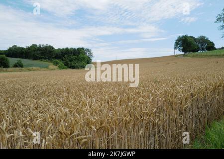 ©Alain Delpey/MAXPPP - SENAIDE 30/06/2022 France, Grand Est, le 30 juin 2022, Un champs de cereale de ble avant la moisson en été. France, Grand Est, June 30, 2022, A wheat field before the harvest in summer.  Stock Photo