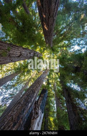 Looking up through the trees, Big Sur, California Stock Photo