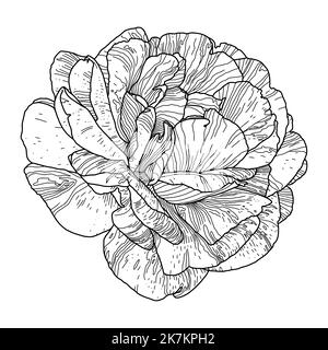Black line drawing of rose flower isolated on white. Hand drawn sketch, vector illustration. Decorative element for greeting card, wedding invitation, other print products. Stock Vector