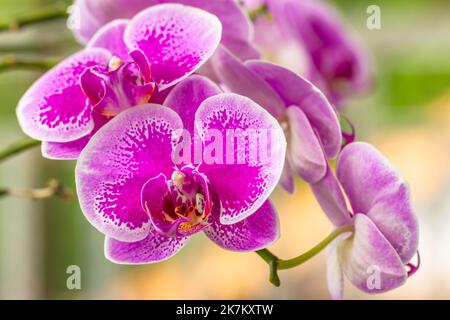 A sprig of Moth Orchid flower in bloom is purple with white petals, blurred green foliage background Stock Photo