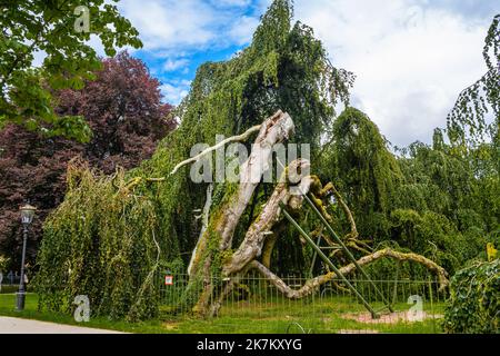 Broken tree in Kurpark of Baden Baden. Stock Photo