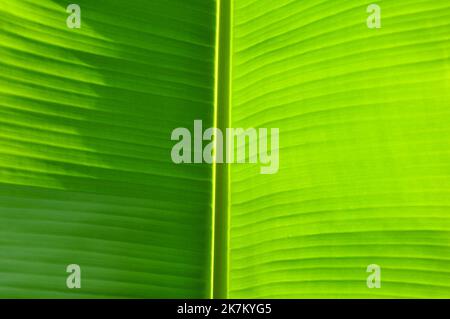 Light green banana tree leaf background texture sun backlight Stock Photo