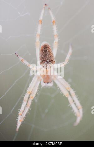Macro image with a cross spider (Araneus diadematus, the European garden spider, diadem spider, orangie or crowned orb weaver) Stock Photo