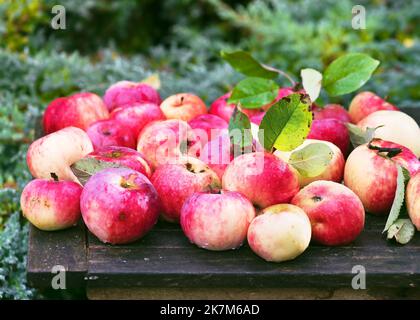 Fresh organic red apples with water drops on an old wooden table in the autumn garden after rain. Thanksgiving  and healthy food concept. Stock Photo