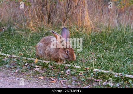 Fluffy eared rabbit sits on a green meadow and eats green grass in the evening. Stock Photo
