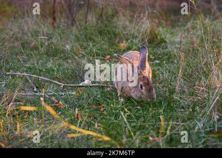 Fluffy eared rabbit sits on a green meadow and eats green grass in the evening. Stock Photo