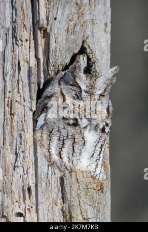 The feathers blend seamlessly with the tree trunk. Arizona, USA: FROM nesting virtually invisible in an old tree trunk to snuggling up in a cactus pic Stock Photo