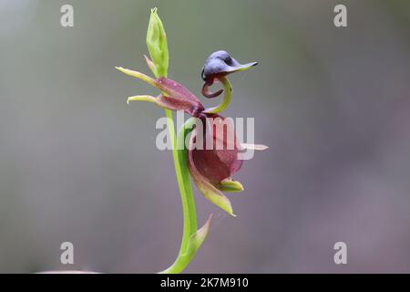 Close up of Flying Duck Orchid Stock Photo