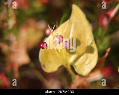 Patterned berries of the May lily (Maianthemum bifolium). Stock Photo