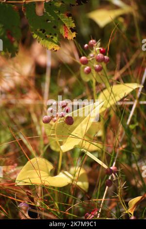 Patterned berries of the May lily (Maianthemum bifolium). Stock Photo