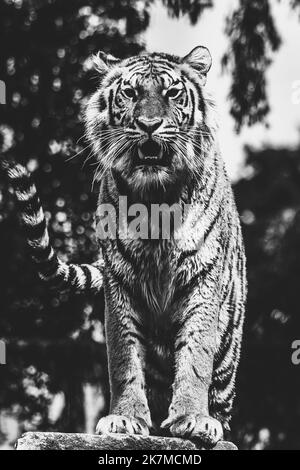 A black and white portrait of a siberian tiger standing proud on a rock. The striped dangerous predator is looking around to spot some prey and the an Stock Photo