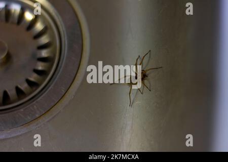 A portrait of a domestic house spider, barn funnel weaver or tegenaria domestica. The insect is trapped in the sink near the drain, because it cannot Stock Photo