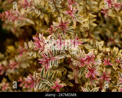 Close up of the low growing evergreen garden shrub with variegated leaves Hebe Silver Anniversary. Stock Photo