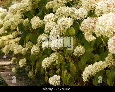 Close up of the white flowering perennial deciduous garden shrub Hydrangea arborescens Strong 'Annabelle' grown as a hedge. Stock Photo