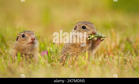 Two european ground squirrel feeding on a meadow in summer Stock Photo