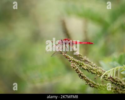 Single male of the scarlet dragonfly (latin name: Crocothemis erythraea) in western Serbia Stock Photo