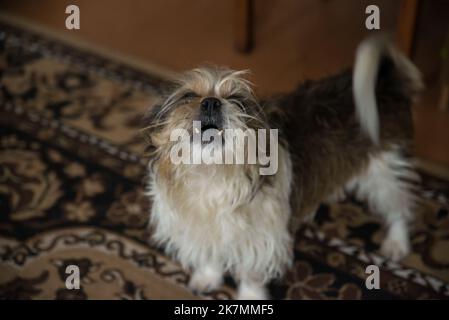 Cute Havanese dog is standing in a beautiful sunny grassy field Stock Photo