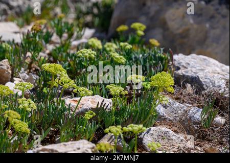 Hardy, Rock Samphire (Crithmum maritimum) plants growing on the rocky ground of Regional Natural Park of Porto Selvaggio, Apulia (Puglia), Italy. Stock Photo