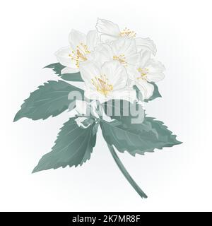 Twig spring flower jasmine and buds vector illustration Stock Vector