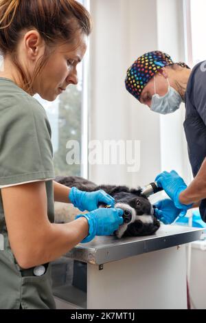 Veterinarian shaving a dog before treatment. doctor at the animal ...