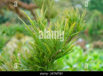 Bright Green Summer Foliage of a Small Slow Growing Swamp Cypress Tree (Taxodium distichum 'Peve Minaret') in the botany in Poland, Europe. Stock Photo