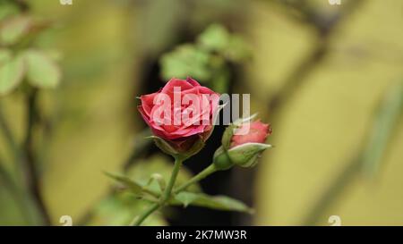 Beautiful red miniature roses in closeup Stock Photo