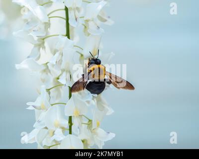 The Japanese Carpenter Bee, Xylocopa appendiculata circumvolans, on white flowers in Fujisawa, Japan. Stock Photo