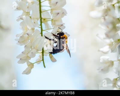 The Japanese Carpenter Bee, Xylocopa appendiculata circumvolans, on white flowers in Fujisawa, Japan. Stock Photo