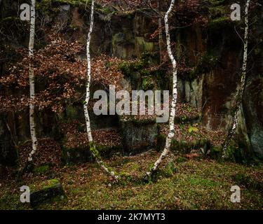 The silver birch trees in Bolehill Quarry in the Peak District National Park, UK. Stock Photo