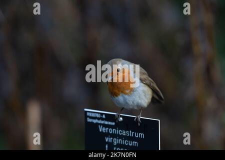 A shallow focus shot of a european robin perched on a sign Stock Photo