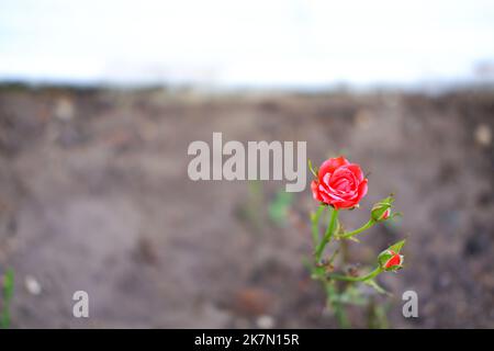 Little red rose and roses in bud on the ground Stock Photo