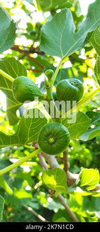 A vertical photo of a fig plant with green leaves and sunlight in the background. Stock Photo