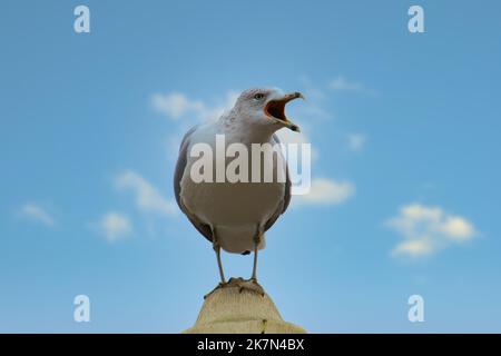 A screaming gull standing on a rocky pole under on a blue sky Stock Photo