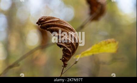 A single dead leaf hanging on a tree in late autumn Stock Photo