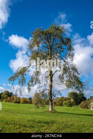 A single tree on grassland with autumn colours in background and with a bly sky with white clouds. Stock Photo