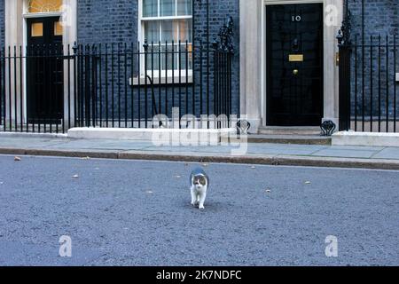 London, England, UK. 18th Oct, 2022. Larry the Cat is seen outside 10 Downing Street as cabinet meet. (Credit Image: © Tayfun Salci/ZUMA Press Wire) Credit: ZUMA Press, Inc./Alamy Live News Stock Photo