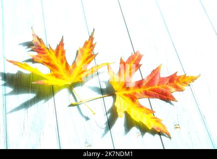Two yellow-red maple leaves on a blue wooden surface Stock Photo