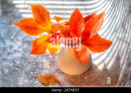 Bouquet of red autumn leaves of wild grapes in a clay vase on a dark textured background. Autumn still life. Stock Photo