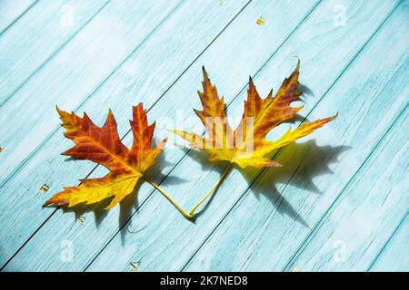 Two yellow-red maple leaves on a blue wooden surface Stock Photo